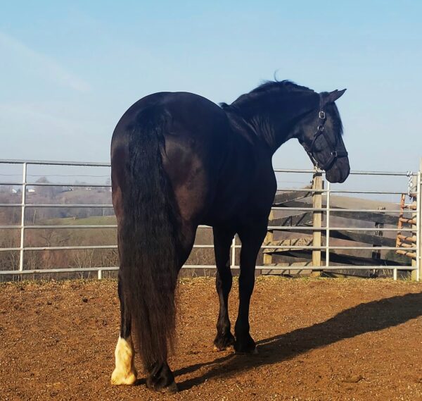 Creekside's Pieter Boy - Image 10