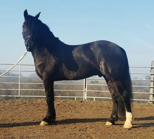 Creekside's Pieter Boy - Image 9