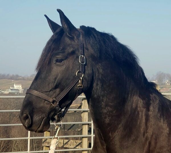 Creekside's Pieter Boy - Image 8