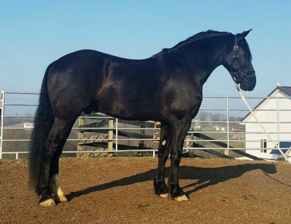 Creekside's Pieter Boy - Image 7