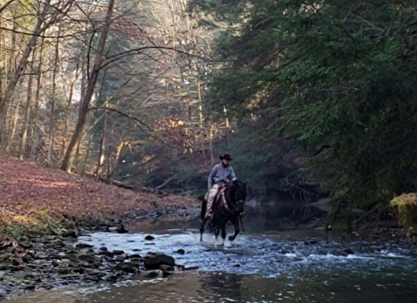 Creekside's Pieter Boy - Image 6
