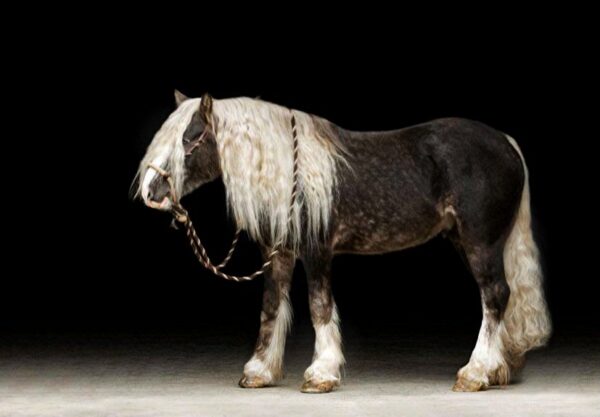 Stardust's Silver Knight - Image 10