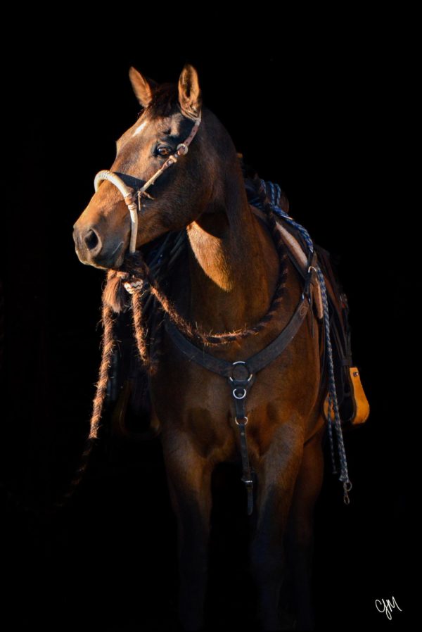 Dusty Pepwood Sanchas - Image 13