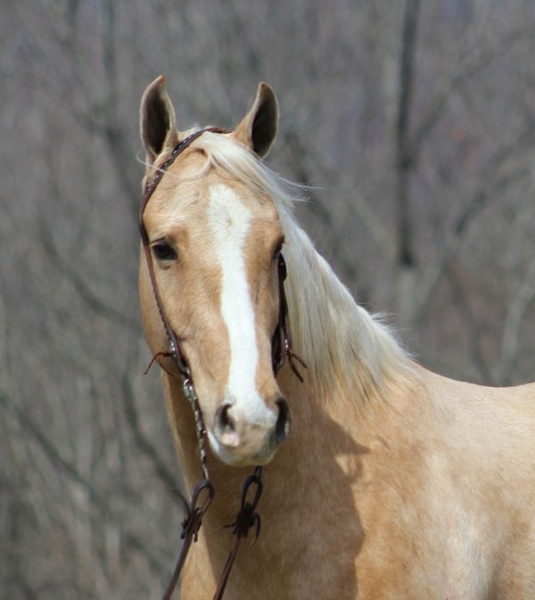 Boonsmals Nose - Image 6