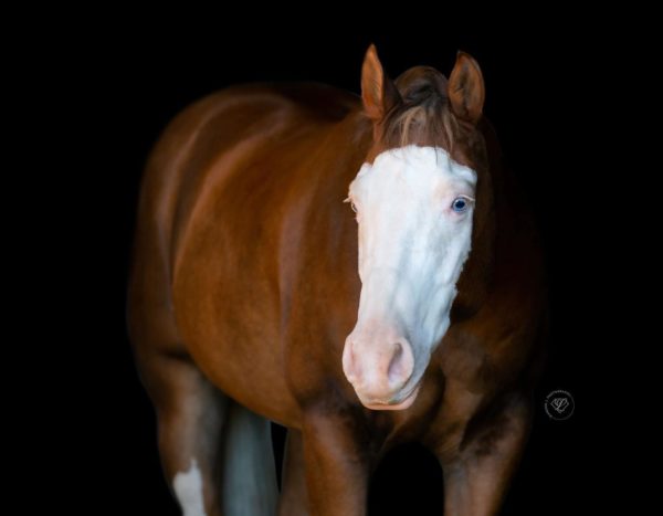Shiney Face Dunnit - Image 10