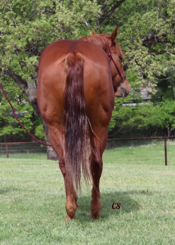 LK Royal Peppy Dutton - Image 11