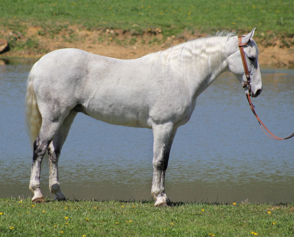 Django - Platinum Equine Auction