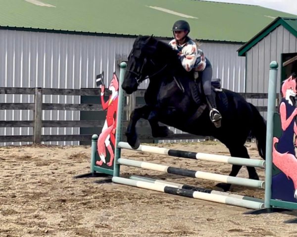 Angus - Image 7