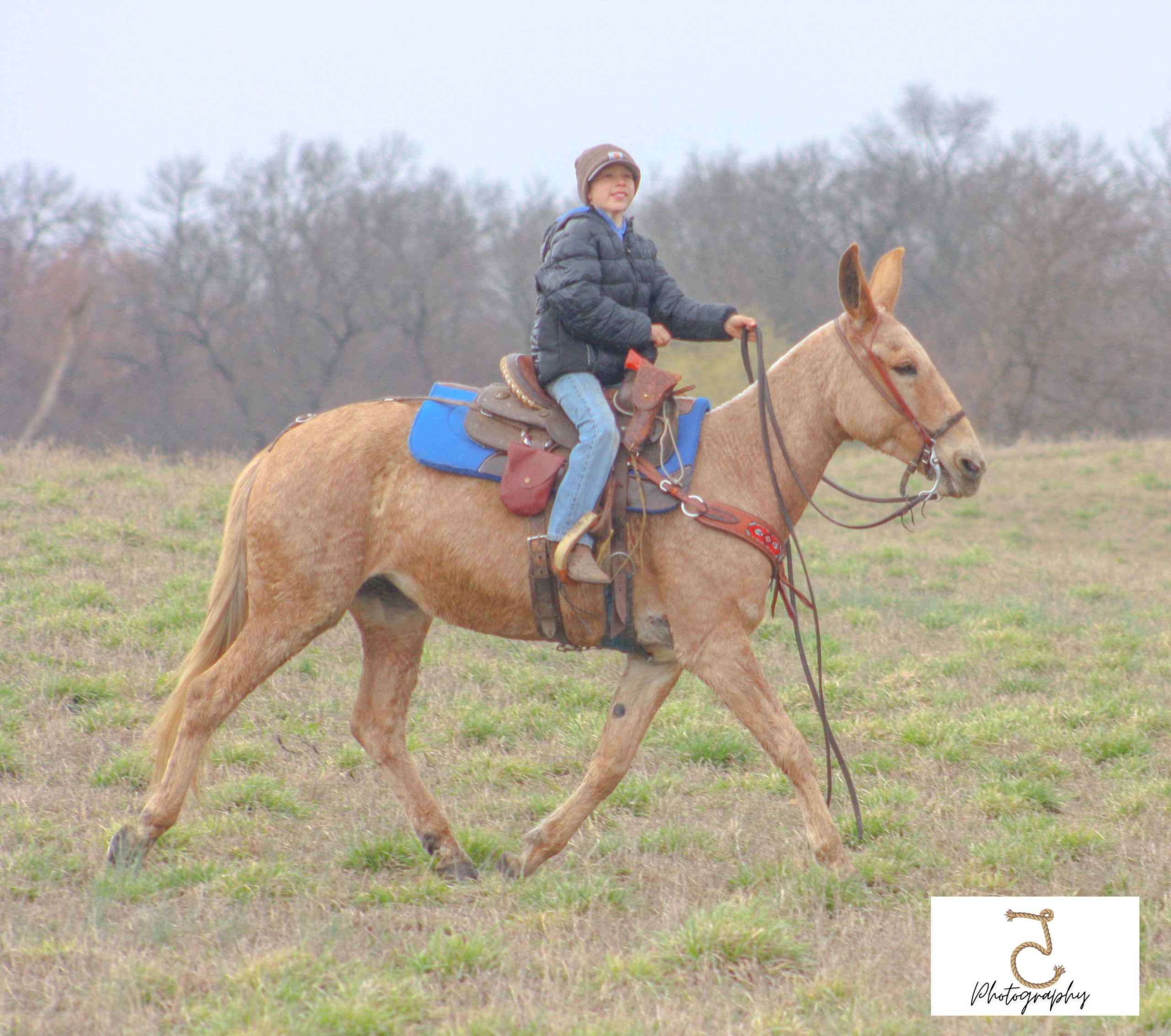 Goldie - Platinum Equine Auction