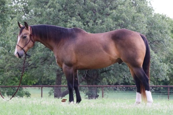JLS Buckshot - Image 9