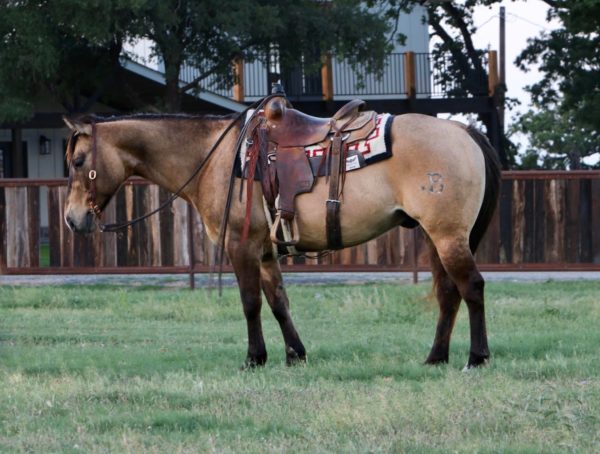 LeDoux - Image 3