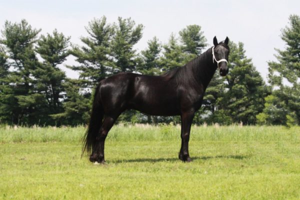 Samson Chargers Delight - Image 6
