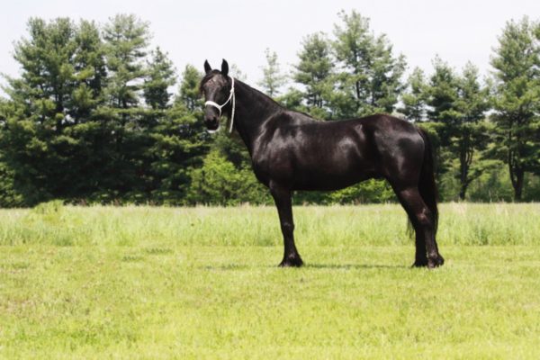 Samson Chargers Delight - Image 5