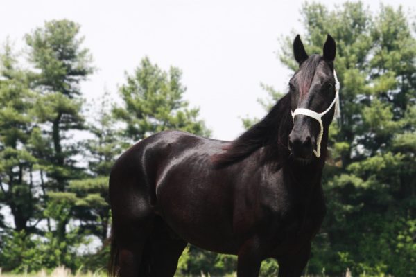 Samson Chargers Delight - Image 3