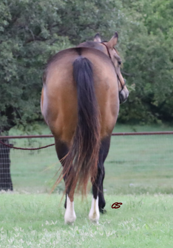 JLS Buckshot - Image 4