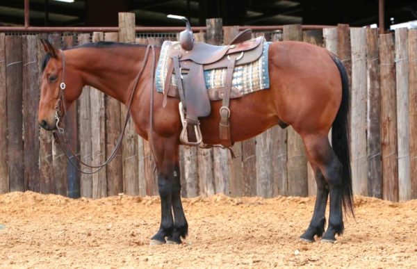 Cowboy - Image 4