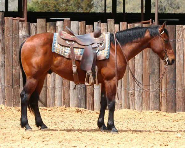 Cowboy - Image 3