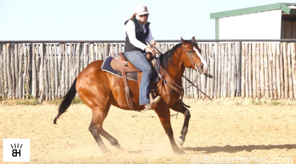 SJ Hickory Paloma