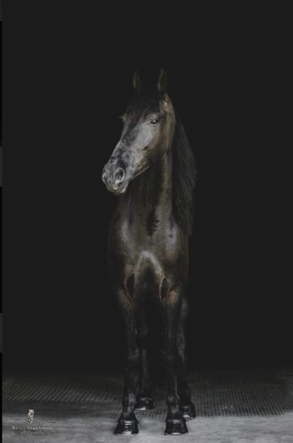 Prince - Image 4