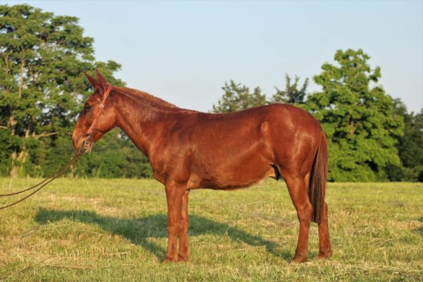 Cletus - Image 3