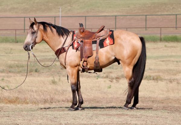 Butterscotch - Image 7