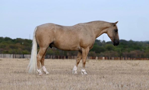 Stumpy - Image 3