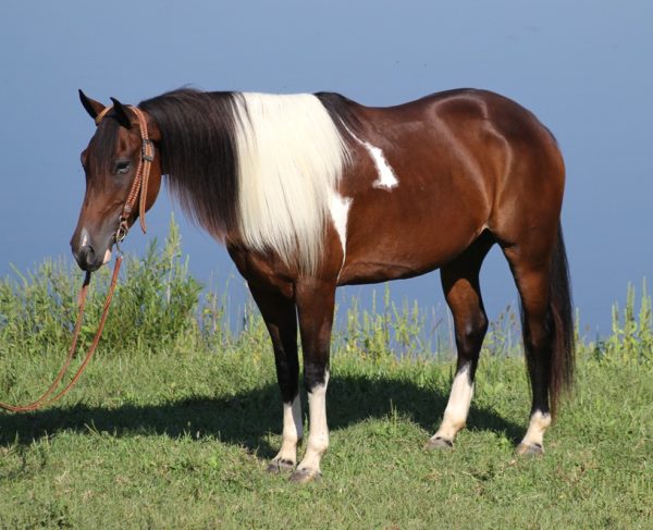 Apache - Image 2