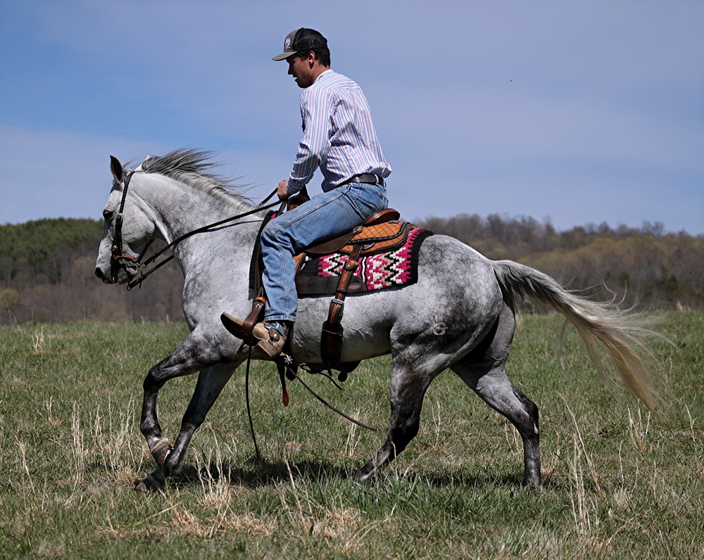 Arriba 100+ imagen wrangler horse Thptnganamst.edu.vn