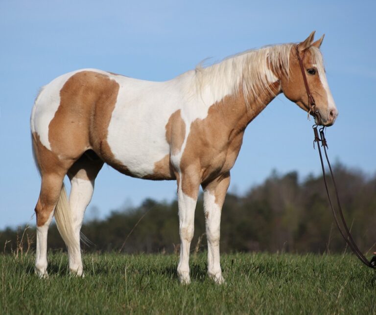 Malibu Platinum Equine Auction