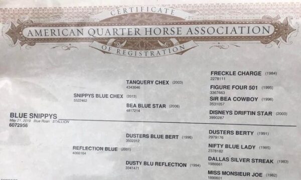 Ace's Blue Snippy - Image 11