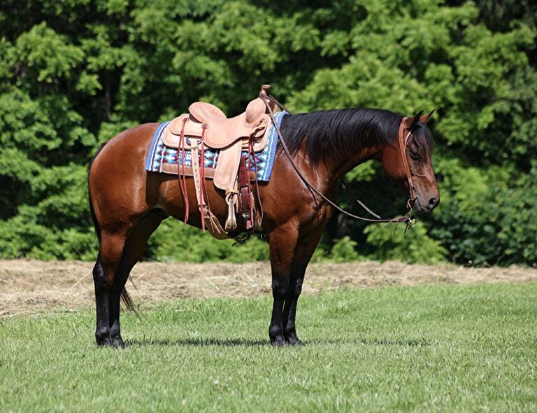 Benson Platinum Equine Auction