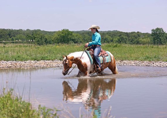 Shinin Cat - Platinum Equine Auction