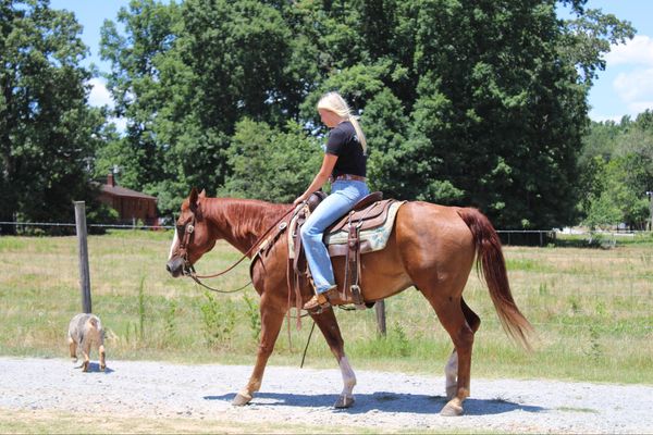 Colonel Young Cuttin Daisy - Image 4