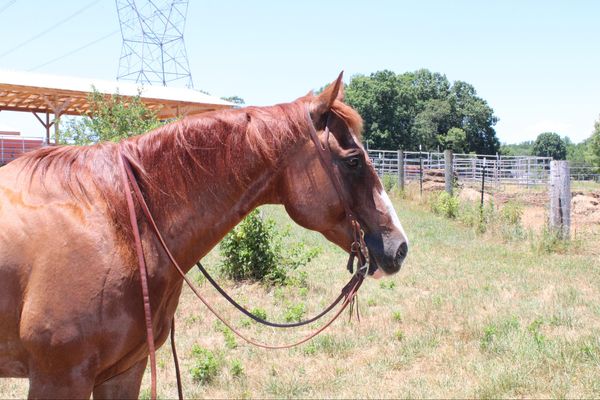 Colonel Young Cuttin Daisy - Image 7