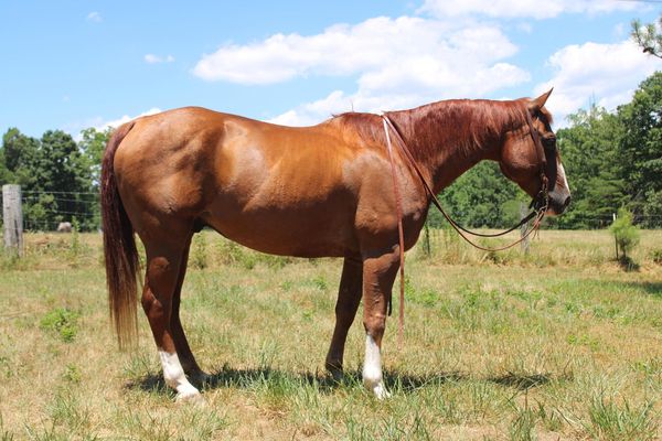 Colonel Young Cuttin Daisy - Image 8