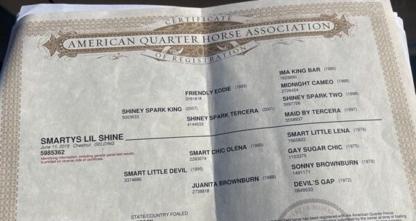 Smarty's Lil Shine - Image 4