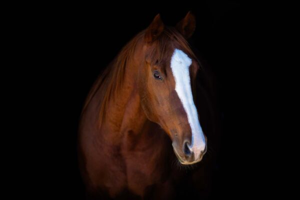 Shining Chrome - Image 2