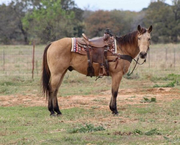 Gunsmoke - Image 3