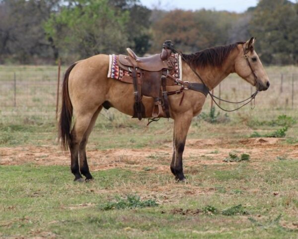Gunsmoke - Image 4