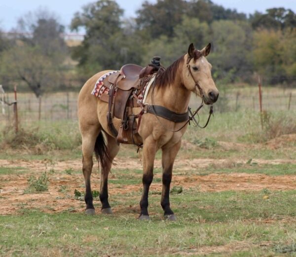 Gunsmoke - Image 5