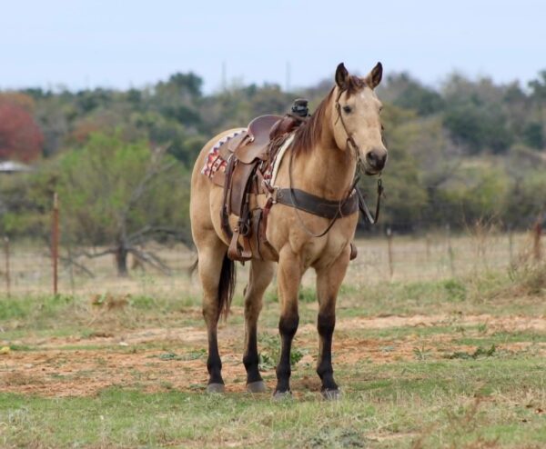 Gunsmoke - Image 6