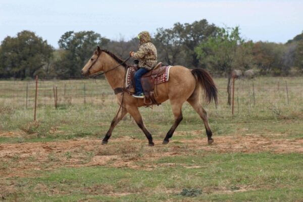 Gunsmoke - Image 7