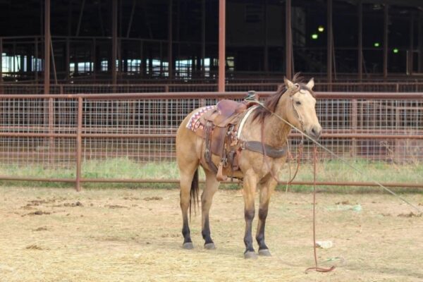 Gunsmoke - Image 10