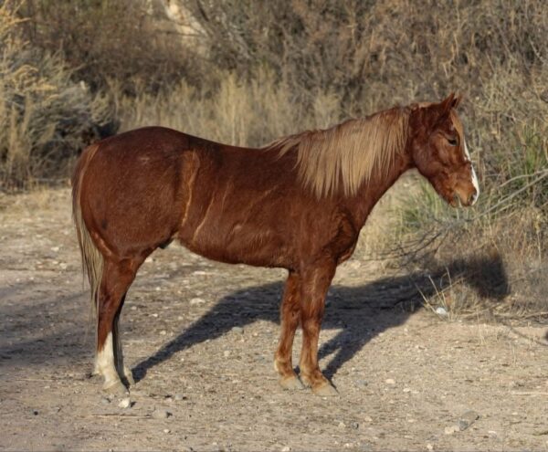 Clifford - Image 5