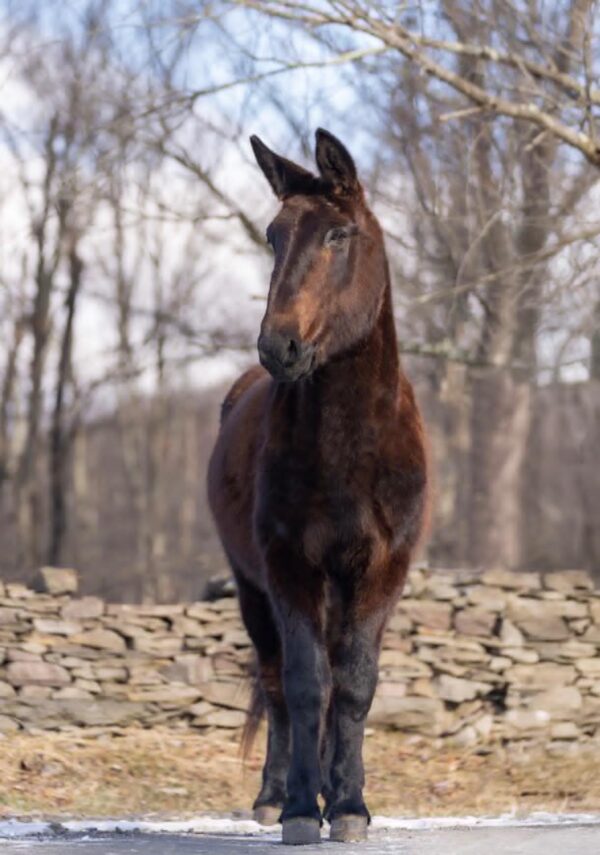 Ariat - Image 3