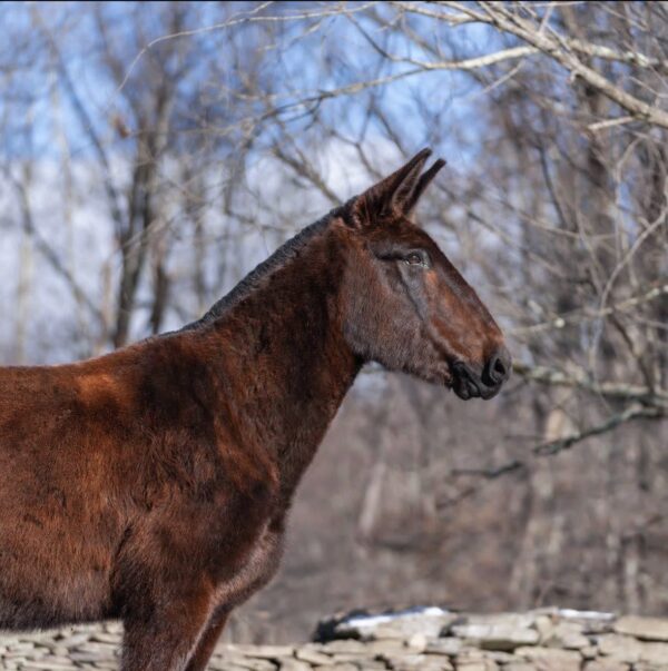 Ariat - Image 4