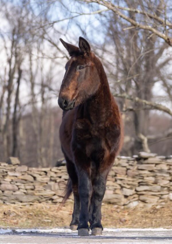 Ariat - Image 5