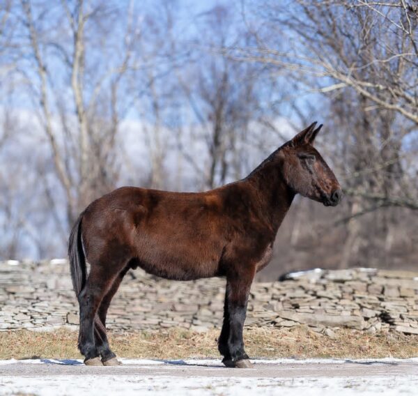 Ariat - Image 7