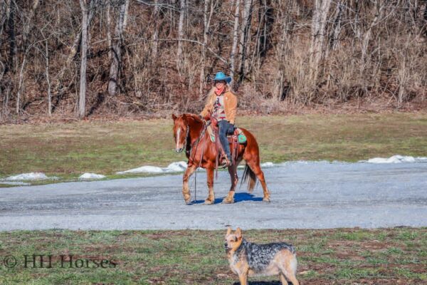 DR. DOOLITTLE - Image 4