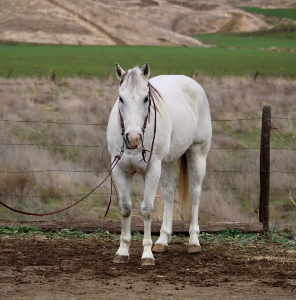 Boozey - Image 14